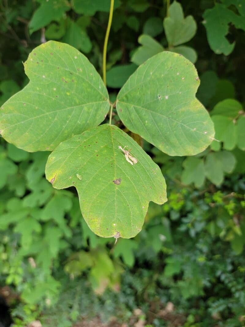 Kudzu 16