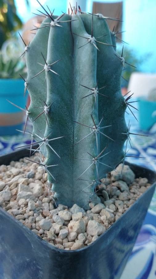 Cactus candelabro 8