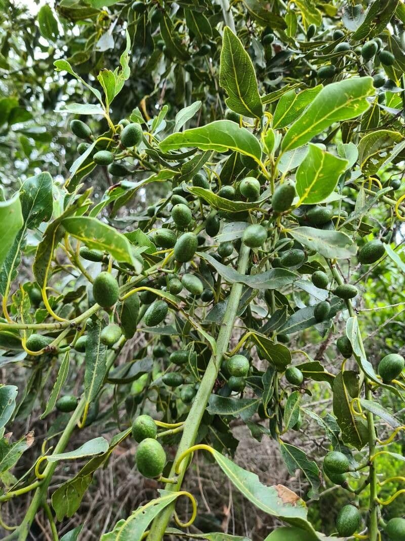 Ocotea 3