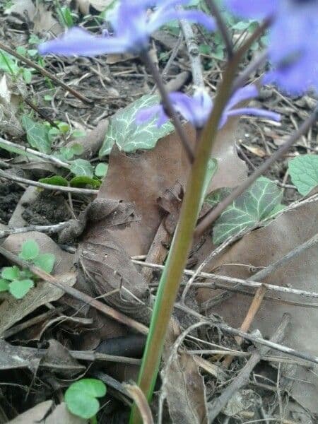 Scilla silvestre 22
