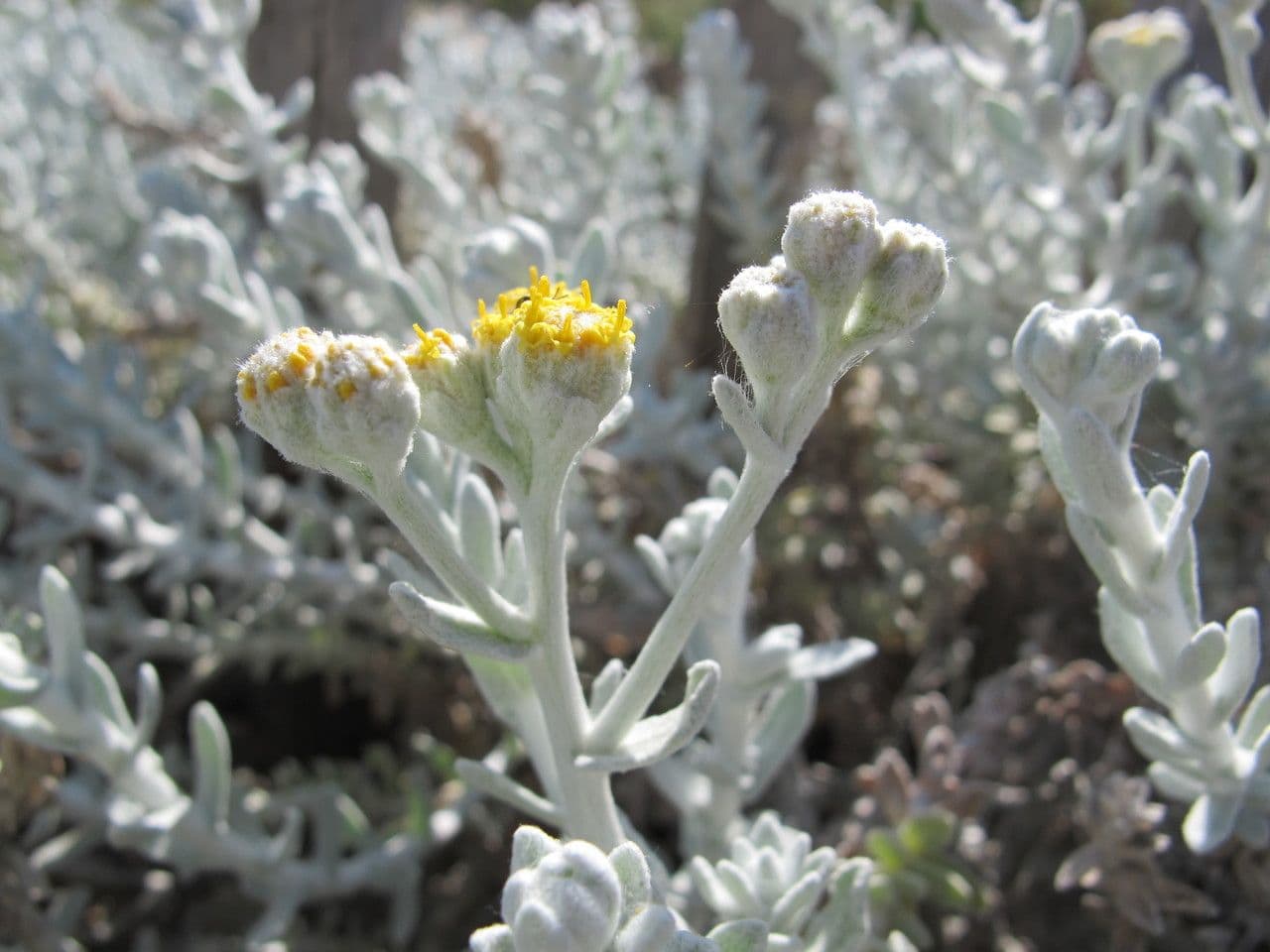 Achillea marittima 29