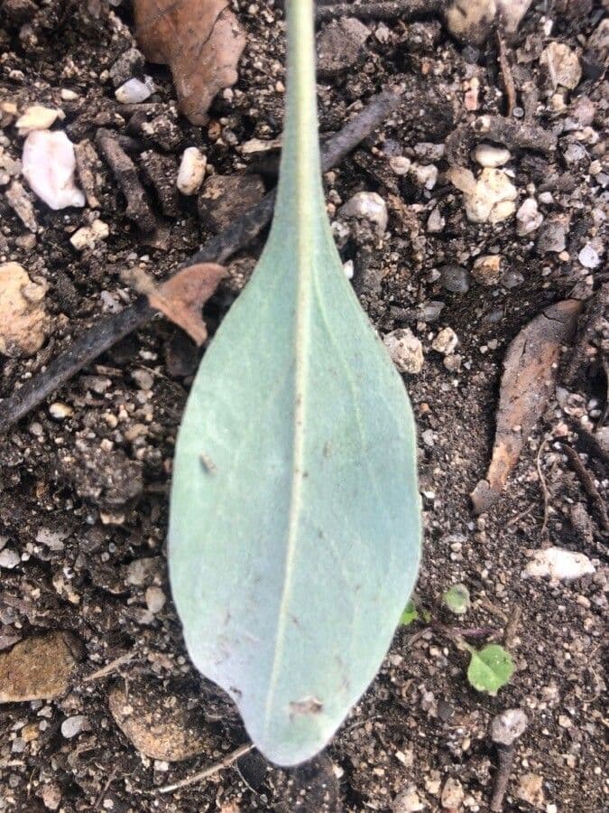 Pardoglossum cheirifolium 5