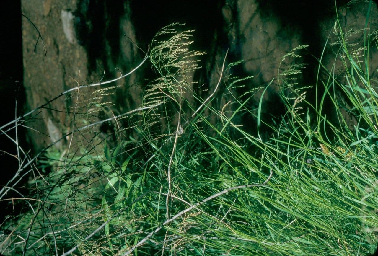 Glyceria striata 8