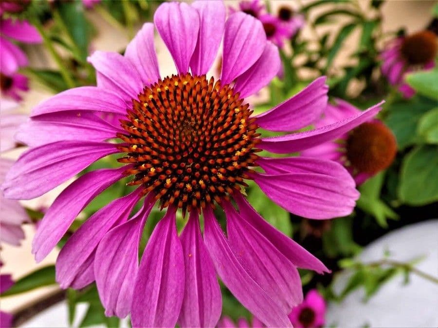 Echinacea del Tennessee 3