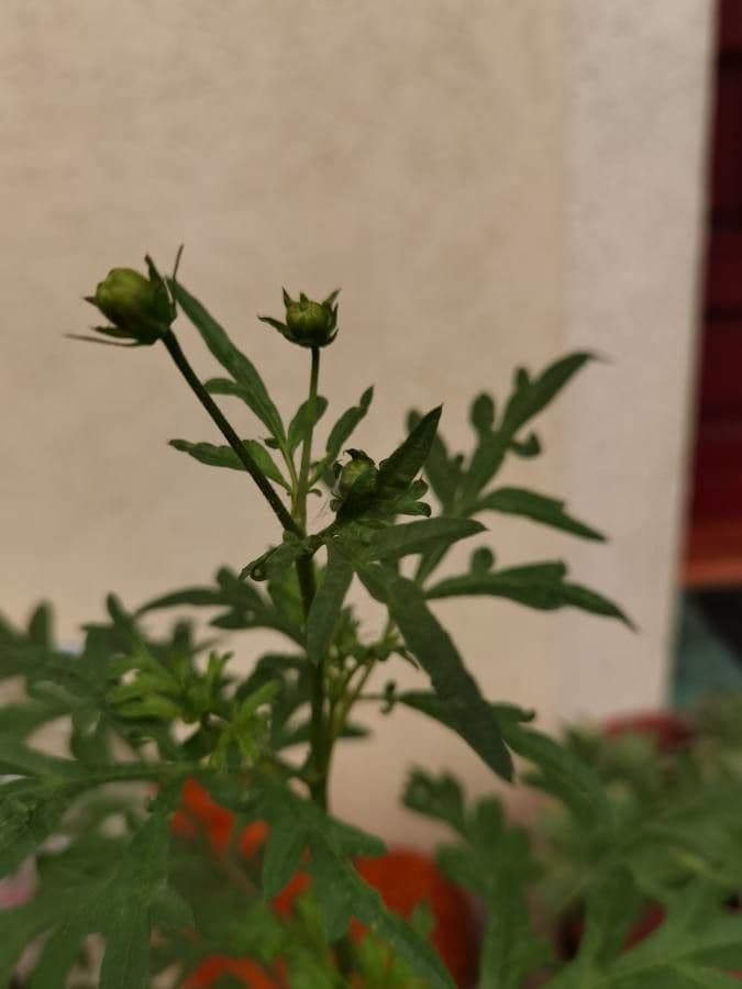 Ambrózia palinolistá 29