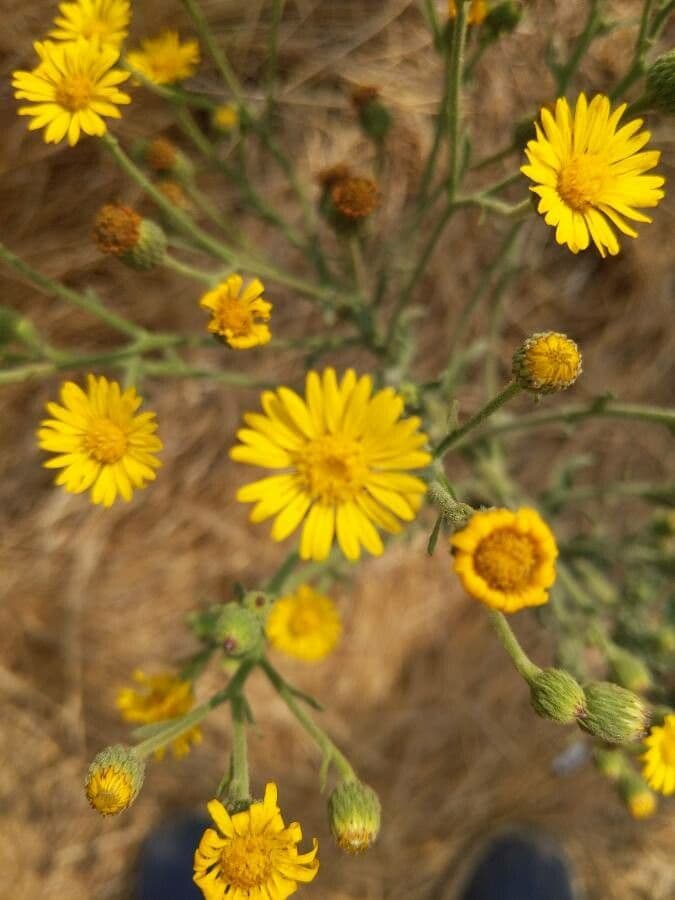 Eteroteca grandiflora 9