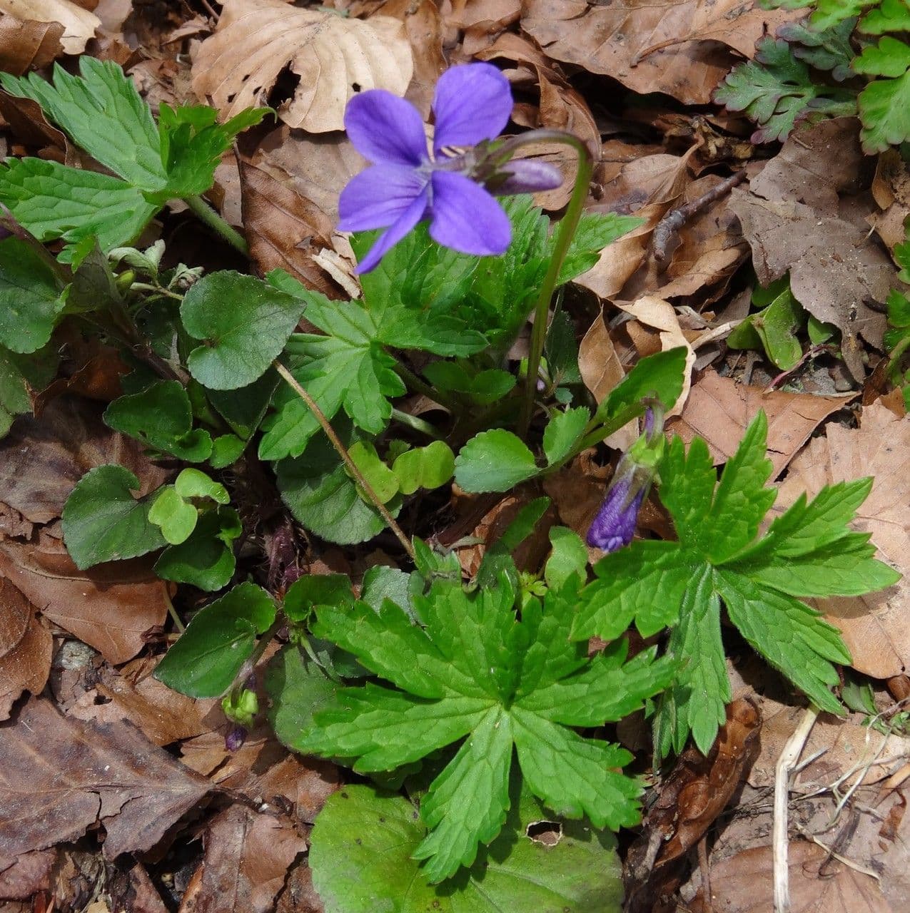 Viola pirenaica 8