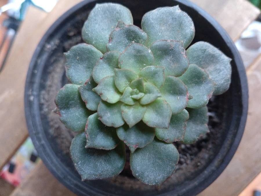 Echeveria Moranova