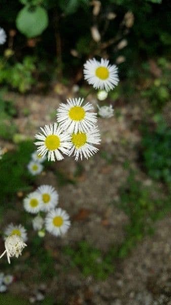 Boltonia asteroides 5
