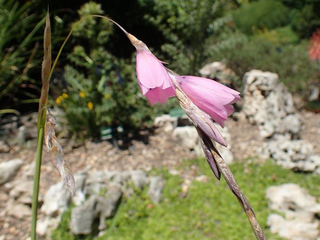 Dierama 4