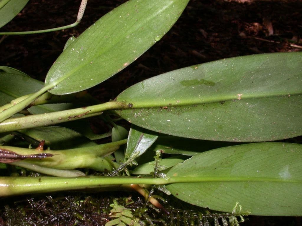 Stenospermation angustifolium 2