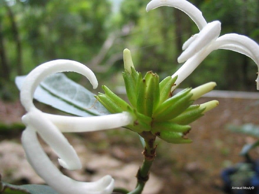 Psychotria