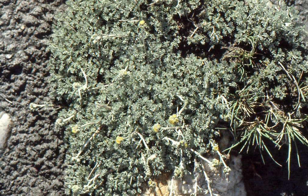 Artemisia glaciale 9