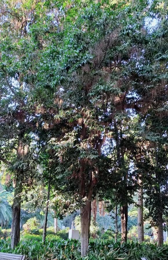 Diospyros 5