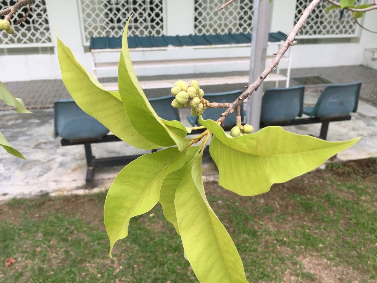 Magnolia champaca 4