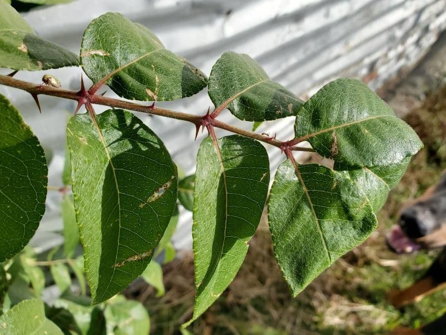 Zanthoxylum clava-herculis 13