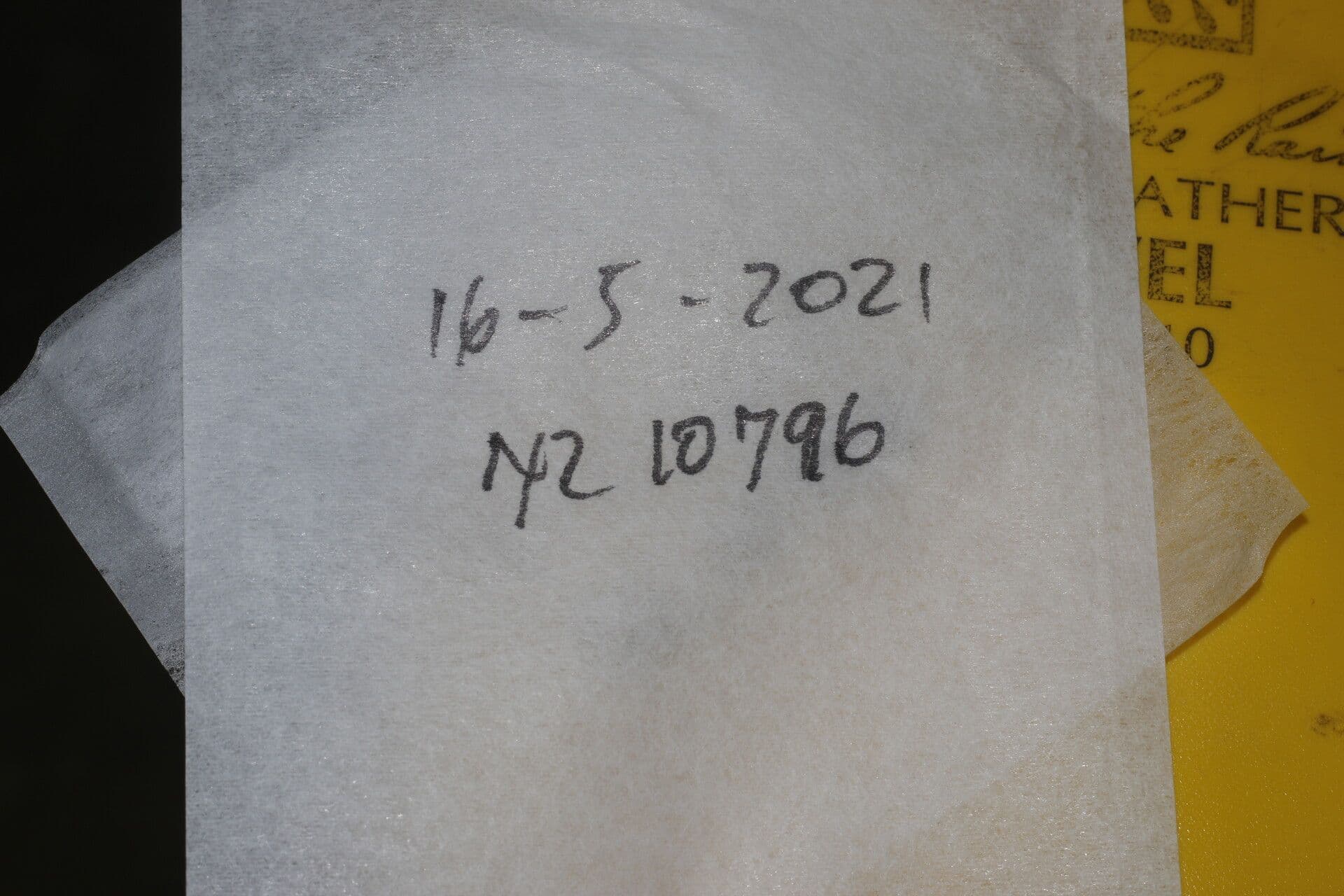 Bursera tomentosa 16