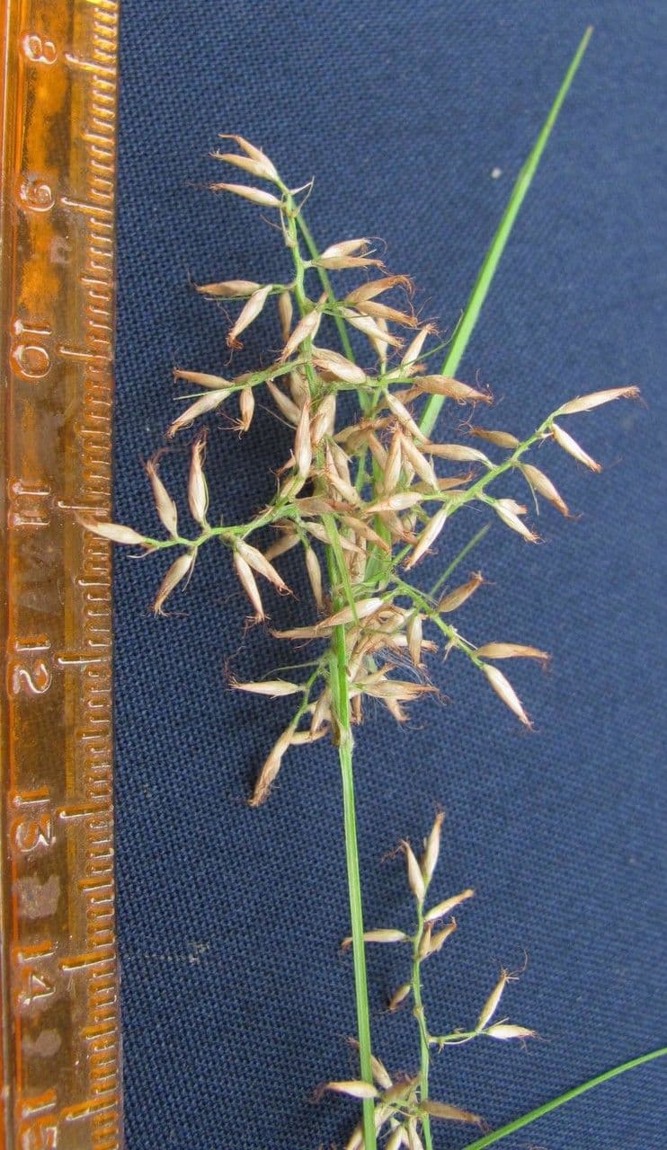 Rhynchospora 10