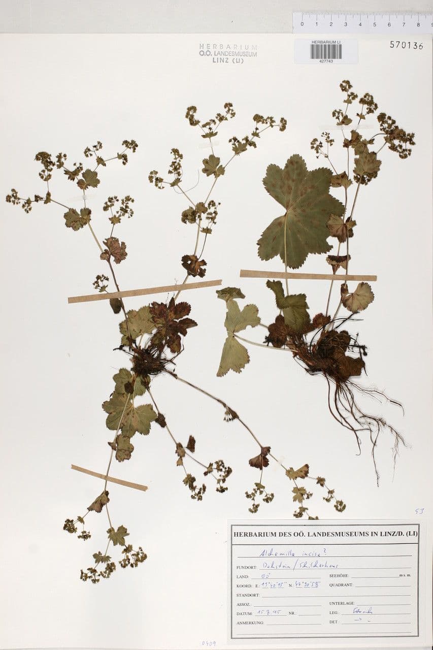 Alchemilla incisa 4