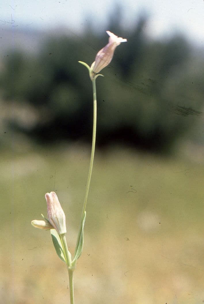 Silene pelosa 3