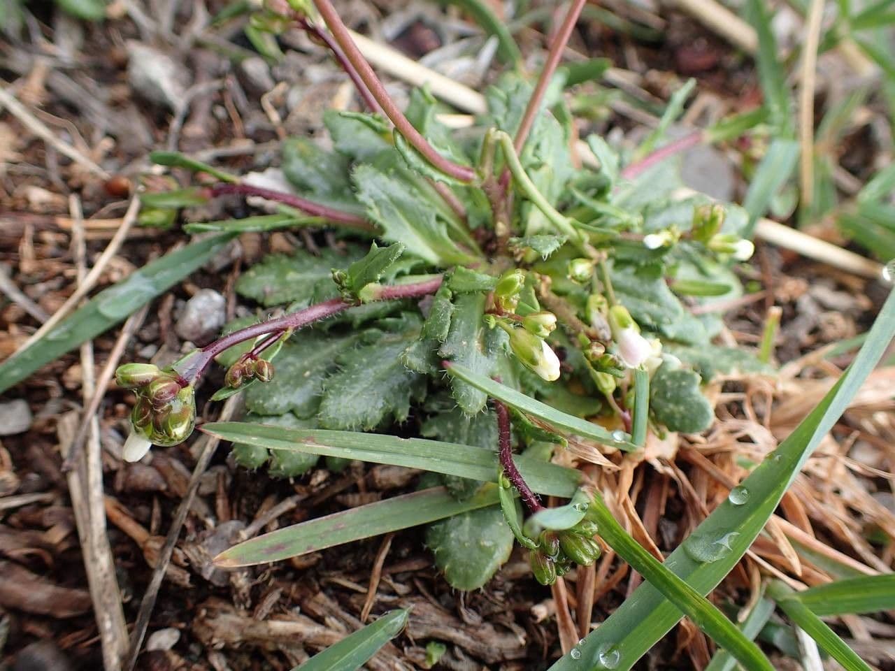 Arabis scabra 10