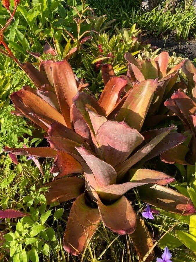 Guzmania 15