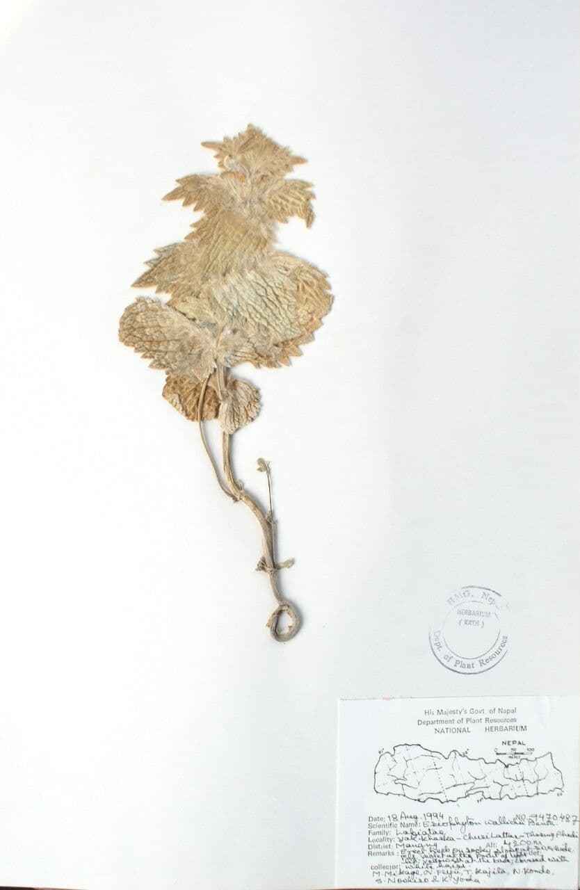 Eriophyton 3
