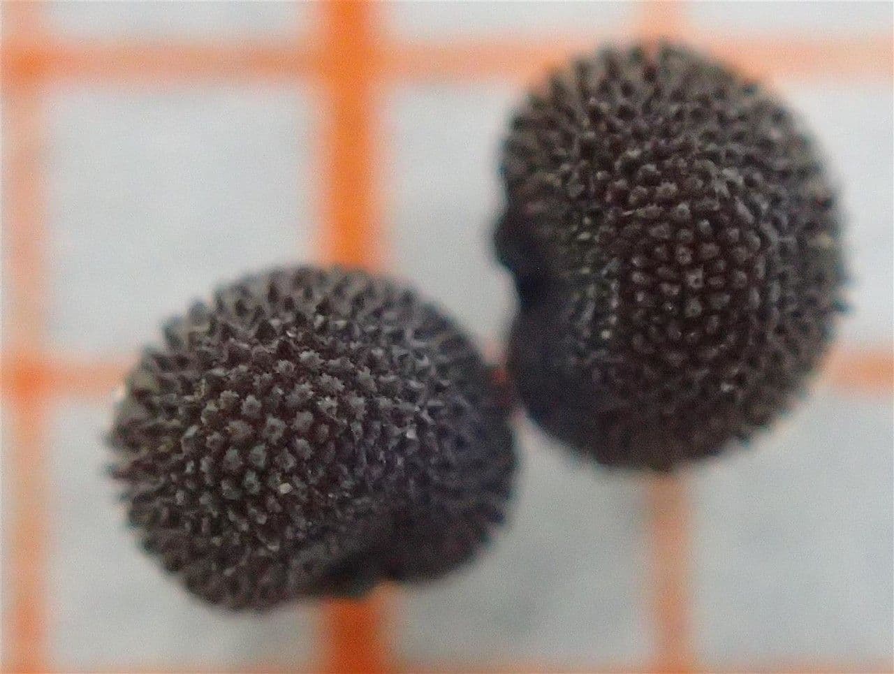 Silene dioica 27