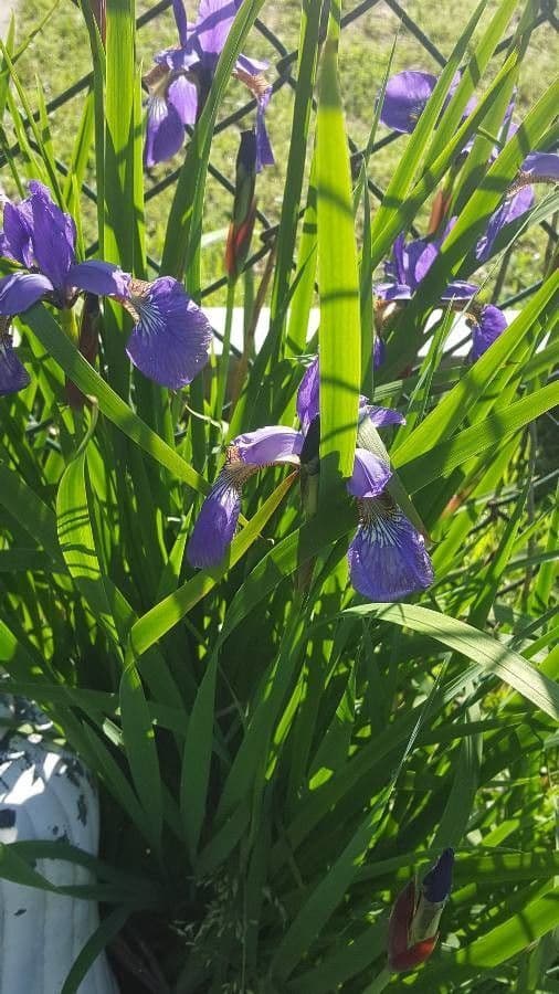 Iris versicolor 23