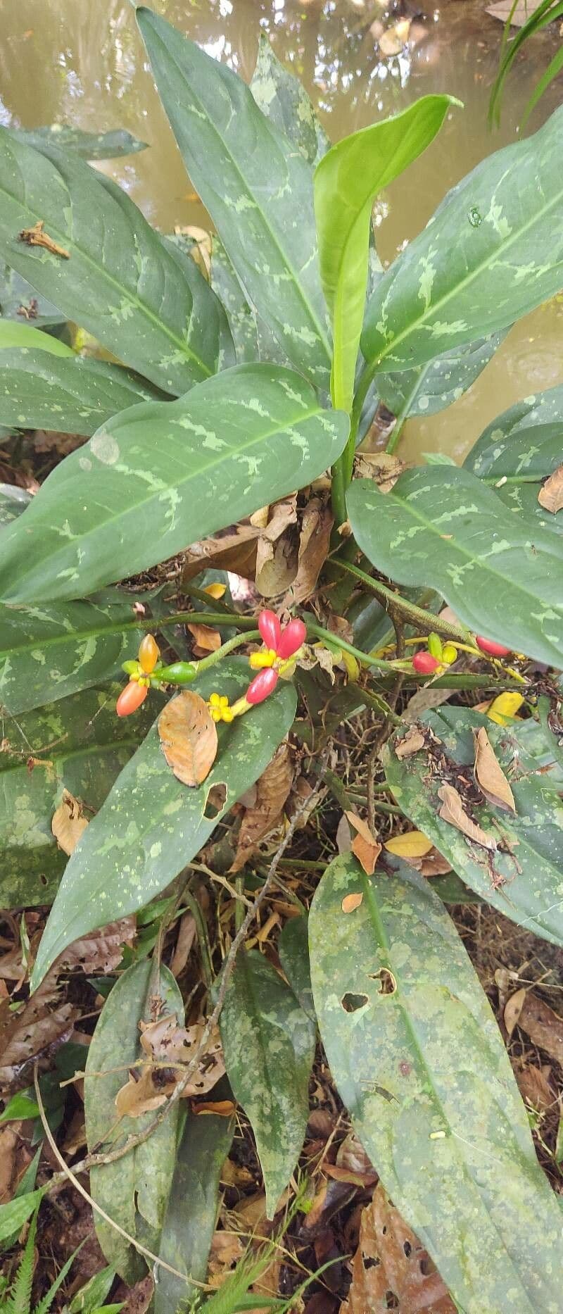 Aglaonema 2