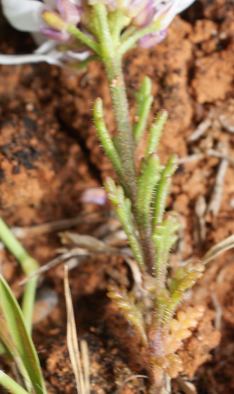 Iberis procumbens 20