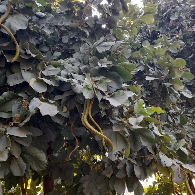 Fernandoa
