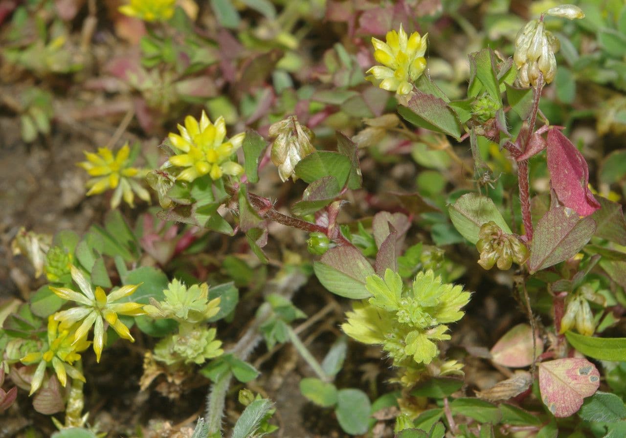Trifoglio dubbio 13