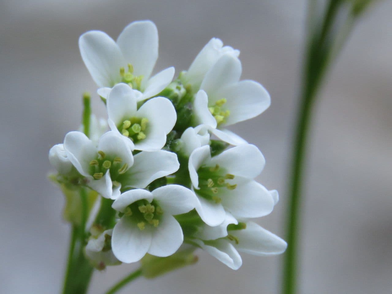 Arabis 7