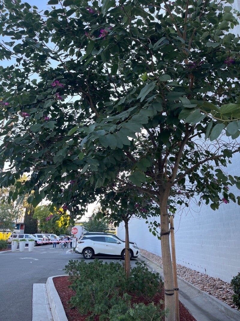 Bauhinia purpurea 13