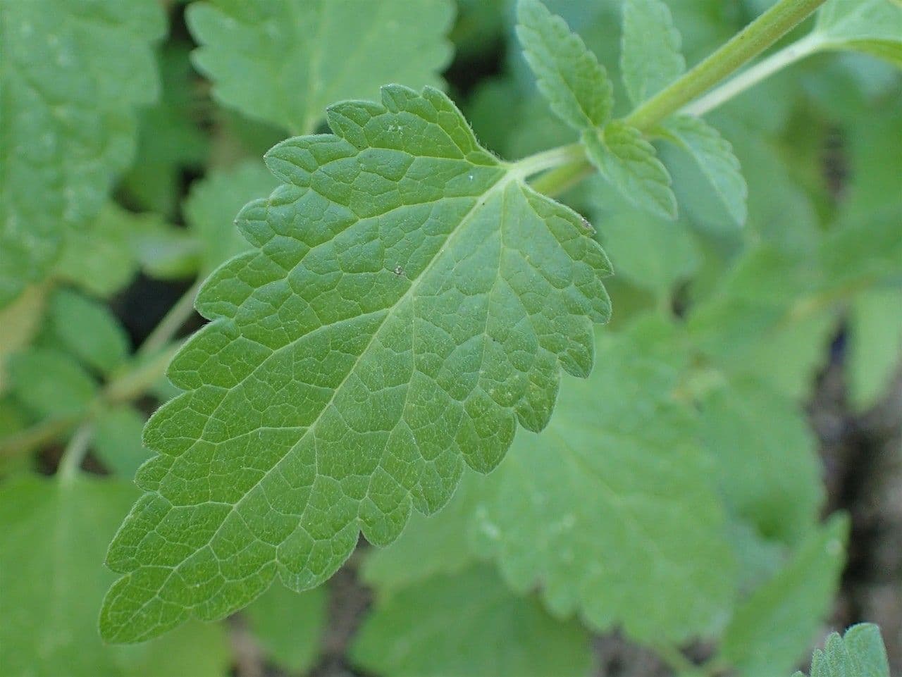 Tarczyca Columny 16