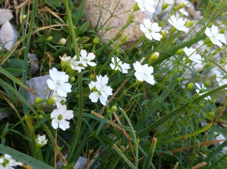 Silene pusilla 8