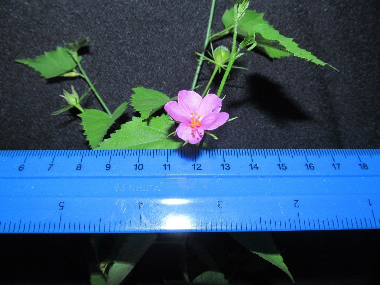 Hibiskus 10