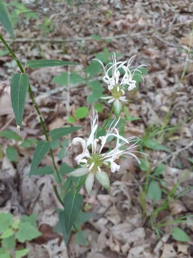 Monarda basilico 3