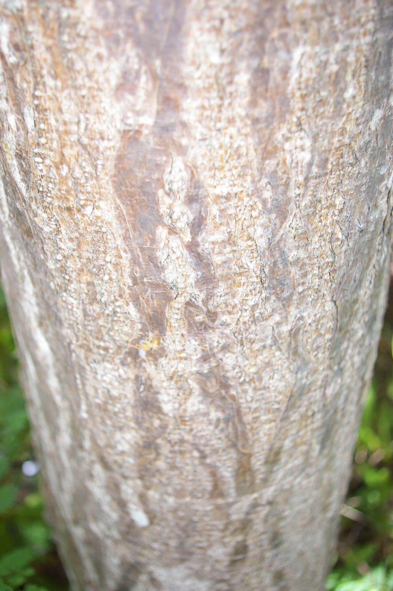 Myrospermum 8