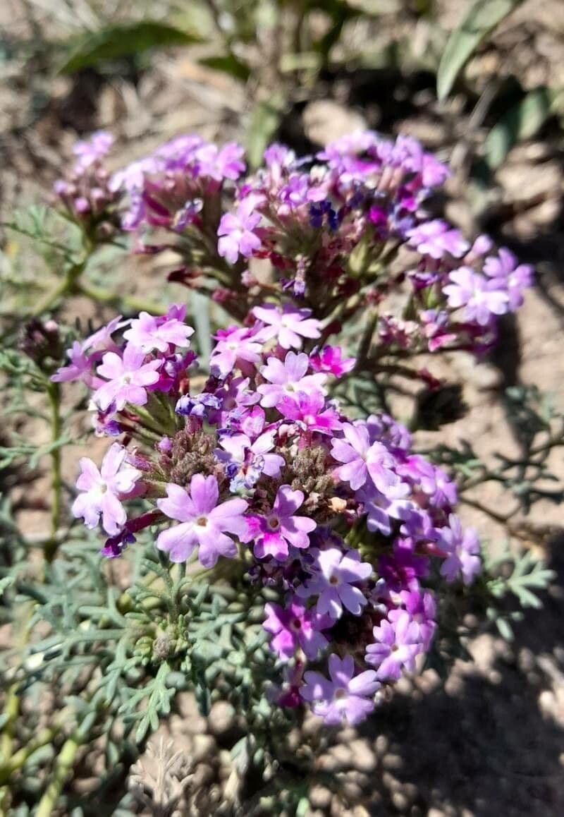 Junellia