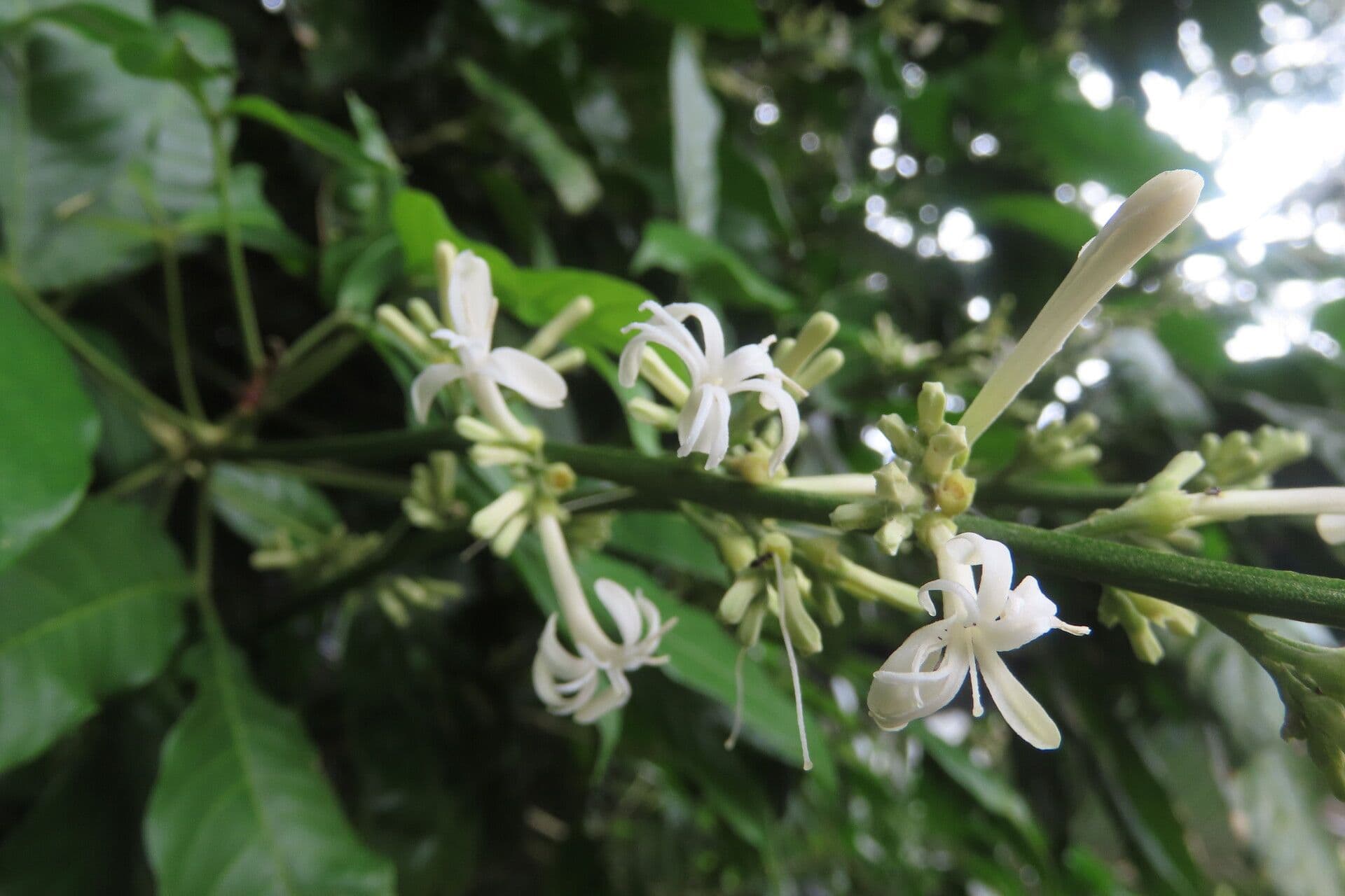 Angostura 7
