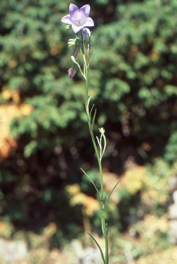 Campanula di Scheuchzer 12