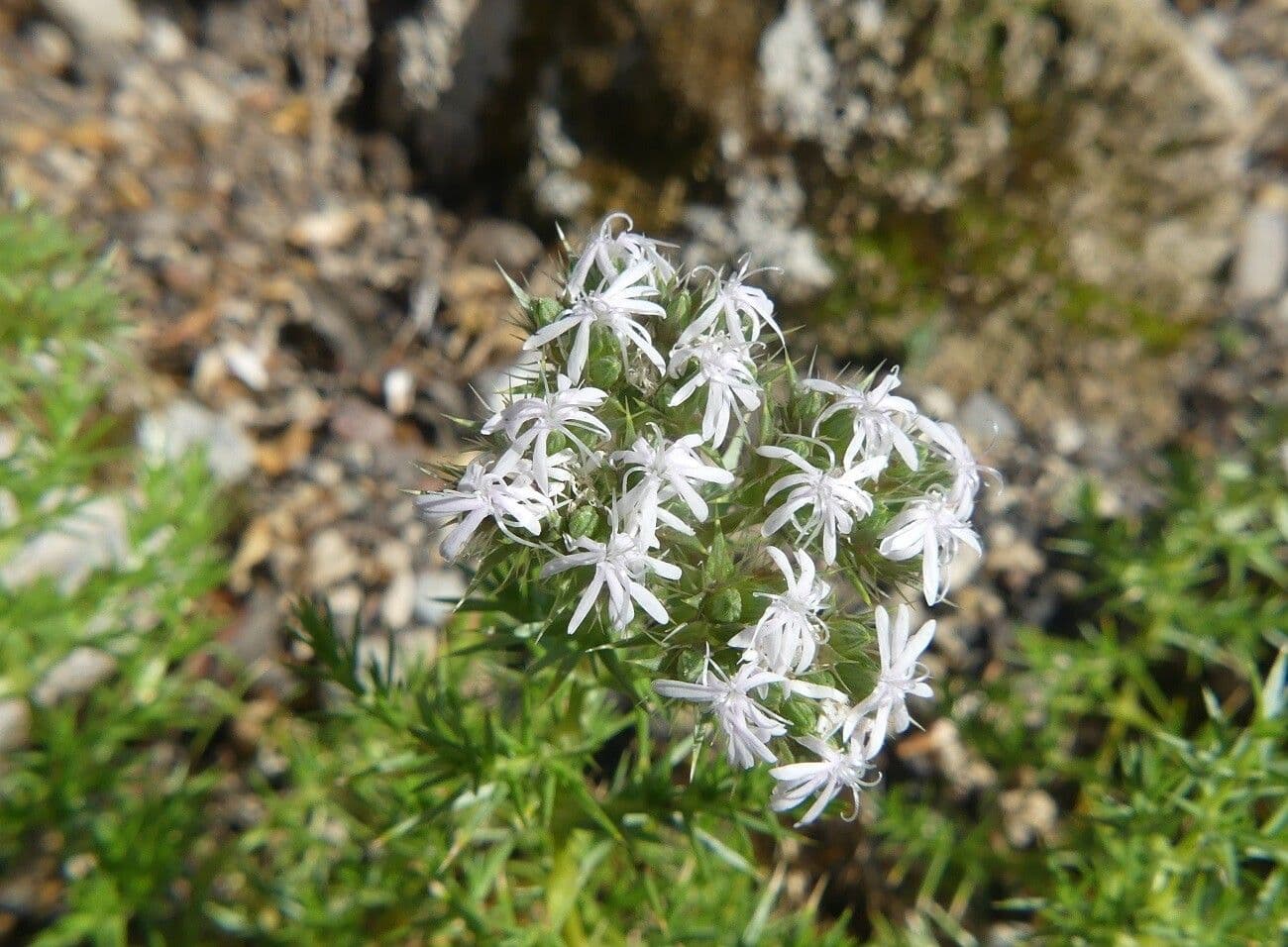 Drypis spinosa 2