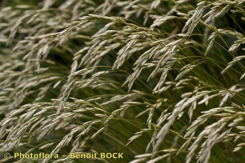 Festuca gautieri 2