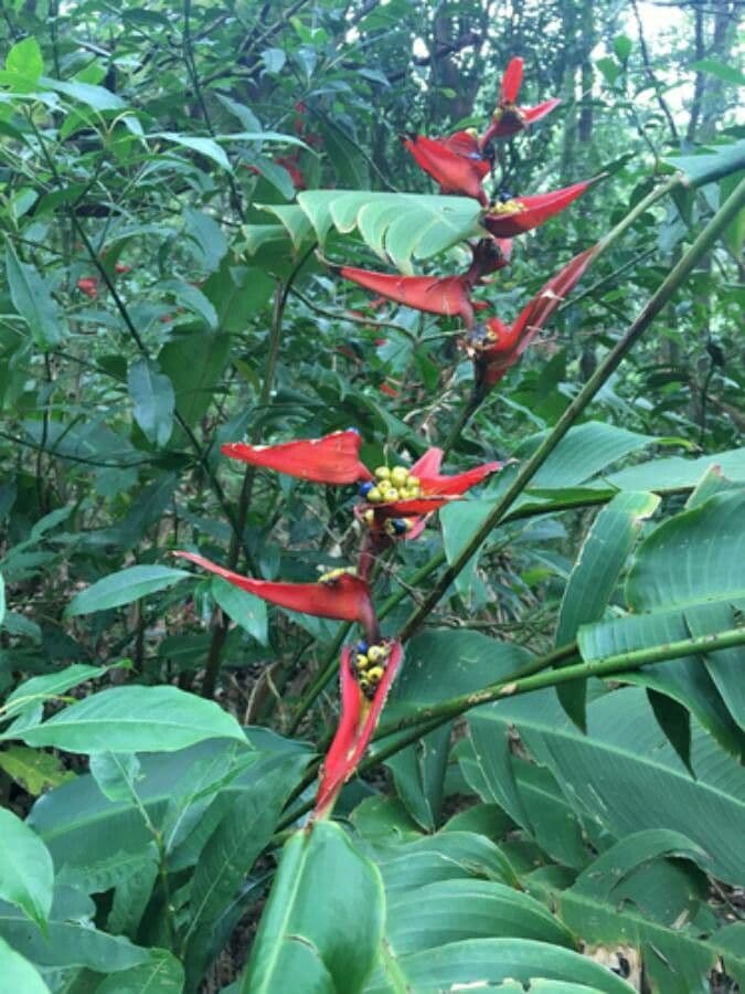 Heliconia 2