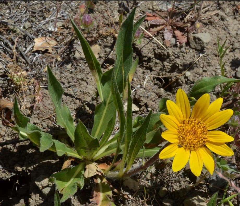 Wyethia 10