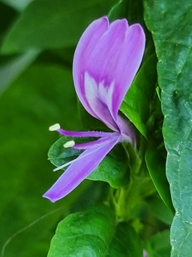 Ala piegata ramificata 4