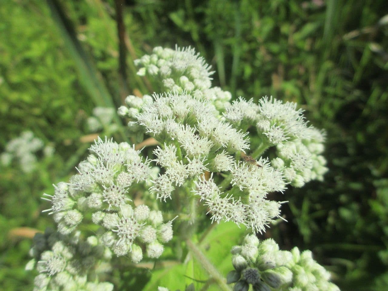 Eupatorio 3