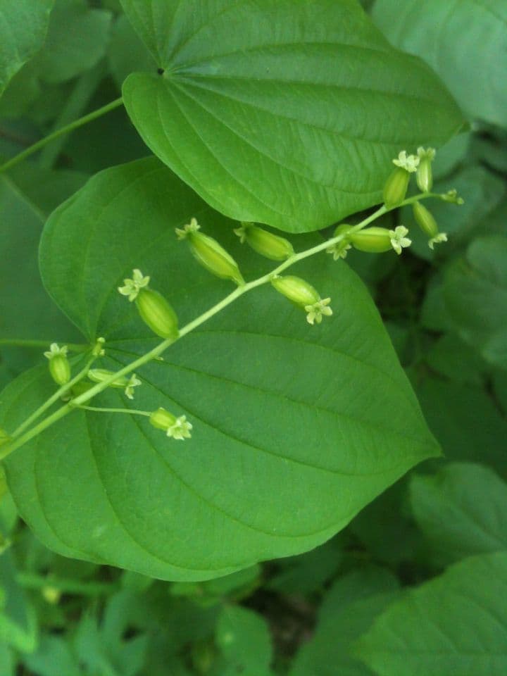 Dioscorea villosa 10